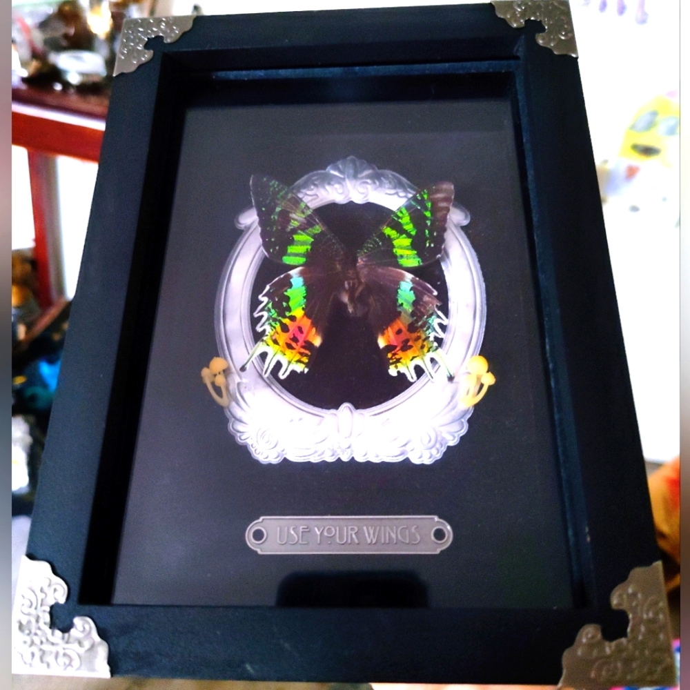 Real Sunset moth specimen in shadow box frame